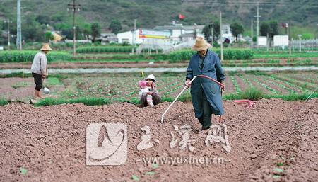 玉溪：抢抓节令移栽烟苗