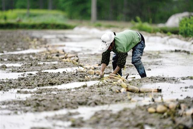 为什么效益低？莲藕栽培：抓住这7项关键细节，可大幅度提高产量