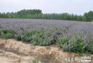 济南种植(从“盆景”到“风景”济南中药材产业实现转型升级)