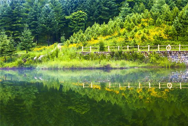 黄金菊花漫山遍野三千亩，它有一个不为人知的名字叫“黑心菊”