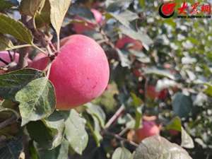 大棚种植苹果图片(秋季采摘好去处 即墨区移风店镇一合作社迎来苹果丰收)