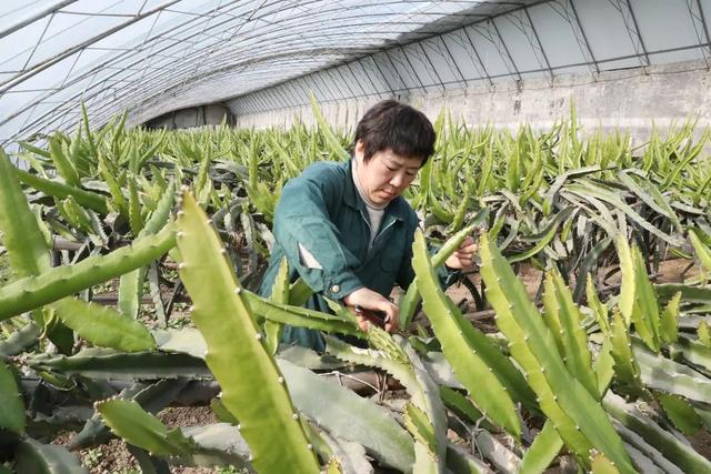 南果北种结硕果，顺义市民吃上本土火龙果