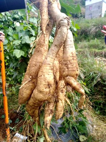 葛根什么时候种植？葛根的种植时间和方法