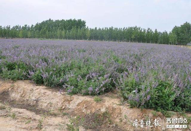 从“盆景”到“风景”济南中药材产业实现转型升级