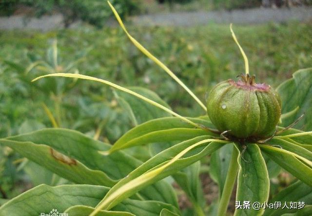 重楼种植技术