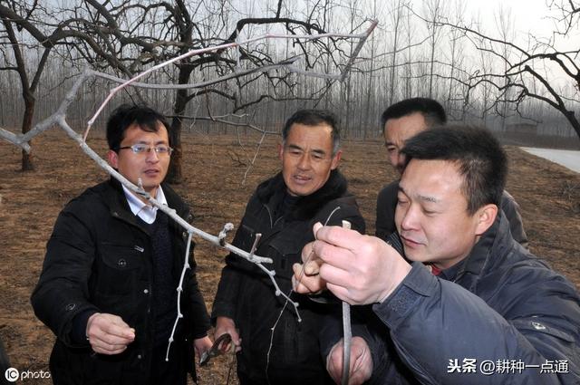 鲜食大枣栽培管理技术