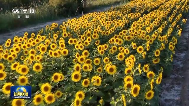 收割好“丰”景 各地陆续开镰确保秋粮颗粒归仓