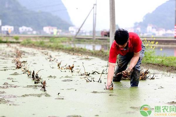 目前莲藕种苗多少钱一斤？莲藕的种植时间及方法要点