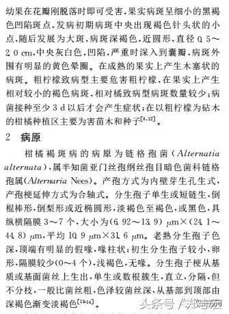 德庆、仁化的朋友看过来！全面解析认识贡柑褐斑病，这下你有福了