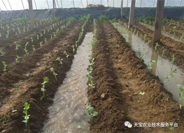 西甜瓜秧子细高弱，是定植后这些细节没做好！