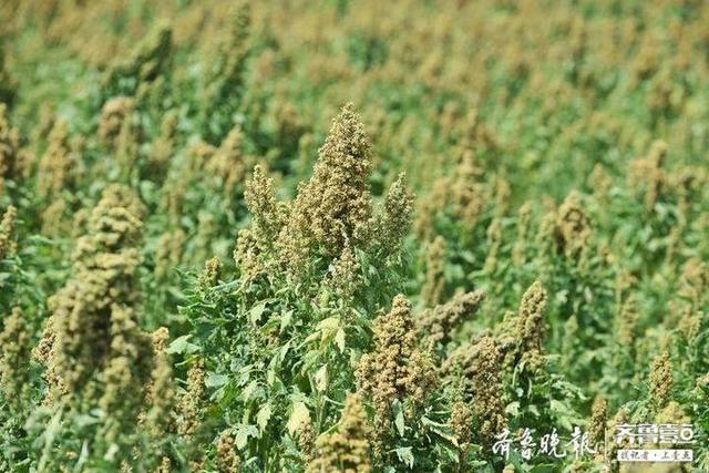 “超级谷物”藜麦在齐河大面积种植成功