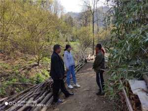 中药黑药种植(西峡县寨根乡：春光大好 抓产业促脱贫)