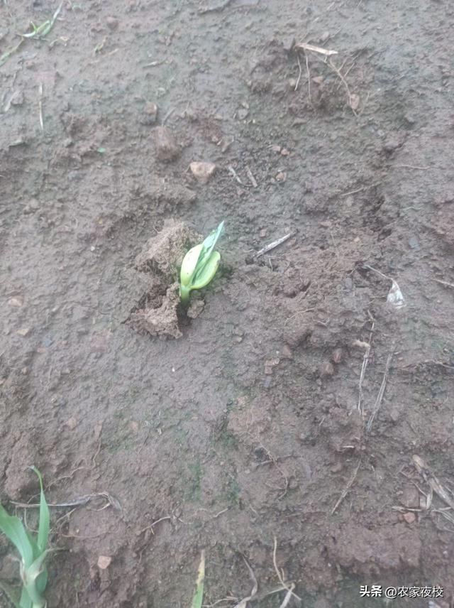 立秋后什么菜该种？农家菜园再次枝繁叶茂，秋菜满满