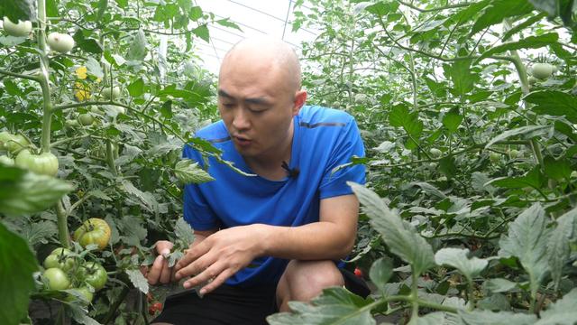 青蒜应该如何种植？掌握4个种植要点，青蒜顺直、品质好