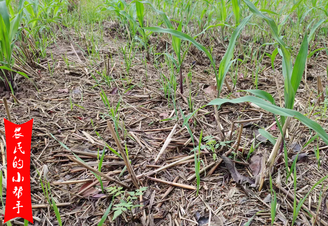 “及时雨”结束，玉米该如何管理？农技专家：一定别忽视了这3点