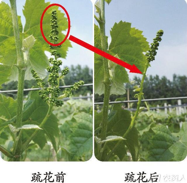 疏花、无核、保果、膨果、定穗，阳光玫瑰花果管理详解