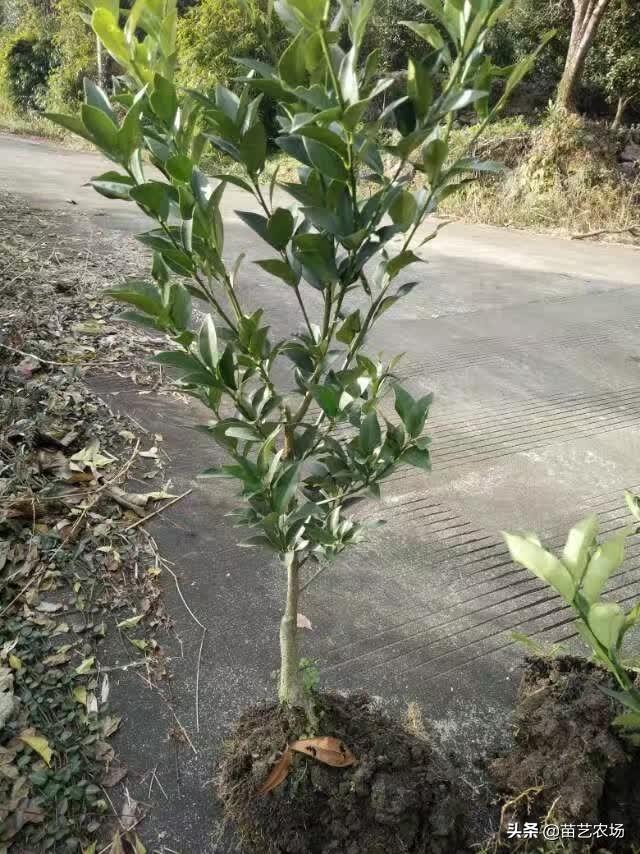 三种适合阳台庭院种植的果树香水柠檬、菲油果、脆皮金桔