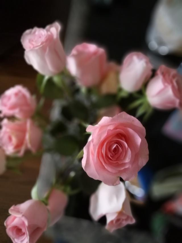 七夕节，女生收到粉玫瑰盆栽该怎么种？学会扦插4技巧，让爱长留