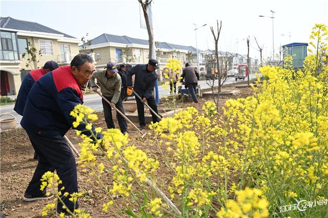 江苏24小时·滚动推送｜太仓市：气雾立体栽培芹菜一年收7茬 亩产5500公斤