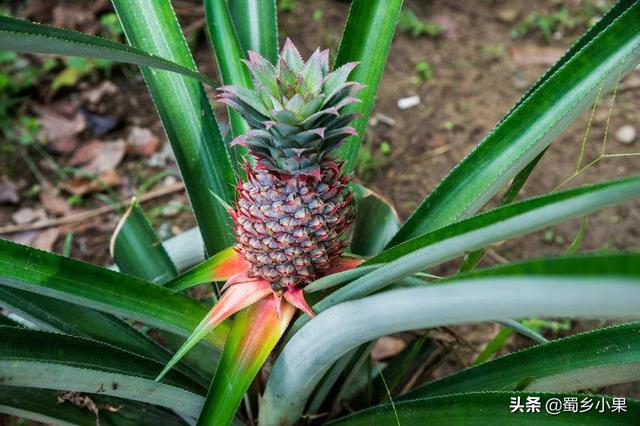 要想种植菠萝年年丰产，根、茎、芽、叶四大生长特性需要掌握