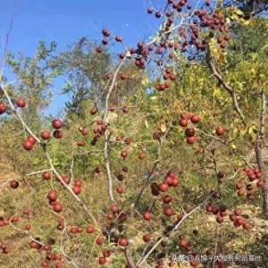 青藏地区种植(西藏地区可以种植酸枣苗吗？8万株酸枣树苗在青藏高原种植成功)