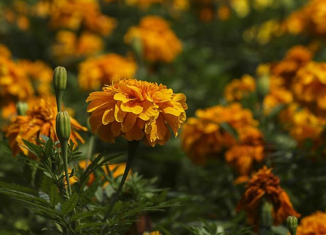 花友一起来抗疫，居家无聊来种花——野菊花