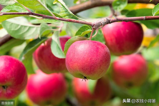 苹果种植要想连年得高产，巧用这六个促花管理方法能实现