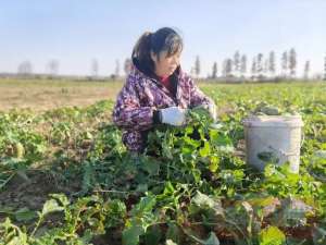 沙地适合种植什么果蔬(沙土地上种萝卜，个大色绿味甘甜坐标：平桥淮畔长台关)