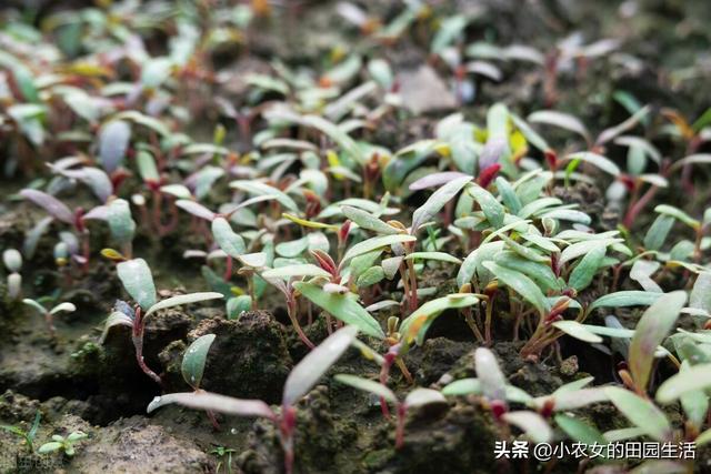 苋菜怎么种才高产？老农告诉你五个秘诀，让苋菜长得又肥又嫩