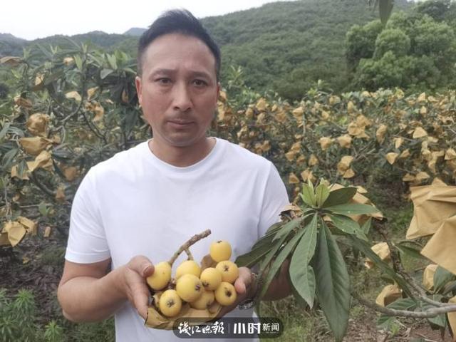 我为家乡水果代言④｜味甜多汁的宁海白枇杷，花也能做成茶，文末有福利哦