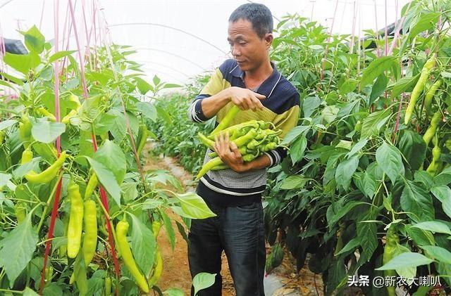 【分享】 蔬菜种植知识：蔬菜的轮作