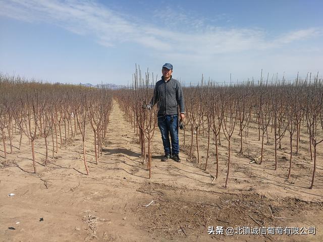 在此新春佳节来临之际辽宁宏发葡萄种植专业合作社祝大家新年快乐