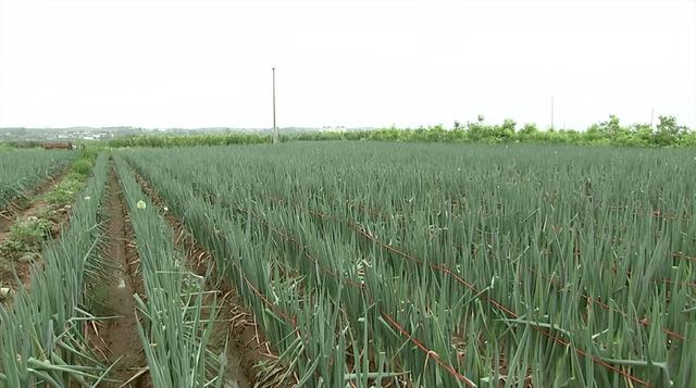 现代种植技术研究：草莓—水稻高效栽培技术