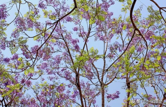 云南昆明蓝花楹烂漫生长，你知道蓝花楹这种花吗？