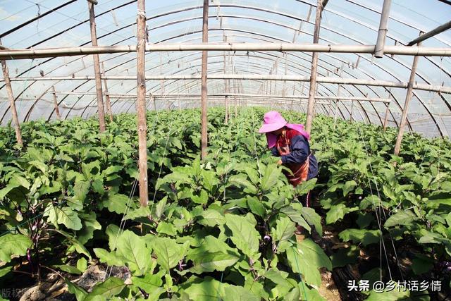 学会自制酵素堆肥，松土肥地、促长增产、减少病害，手把手教