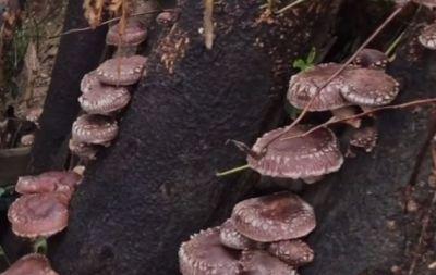 椴木香菇种植，采摘期要把握住3个节点2个注意，才能质量好收益高