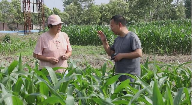 郸城：玉米田间管理忙 科学管理促增收