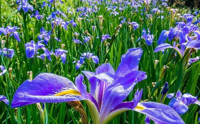 法国国花鸢尾花这样种植才显得出她的浪漫，鸢尾花种植技术送给你