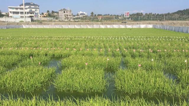 在中国有这样一个地方，它是“育种的天堂”