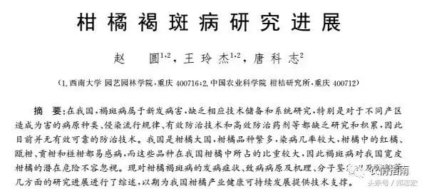 德庆、仁化的朋友看过来！全面解析认识贡柑褐斑病，这下你有福了