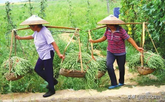 【分享】 蔬菜种植知识：蔬菜的轮作