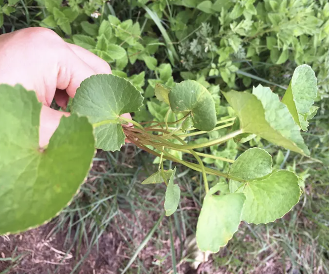 山里的“肿瘤草”，年年有人挖它，如今稀少且珍贵，你那边有吗？