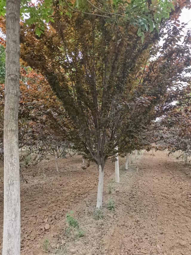 紫叶李树种植季节