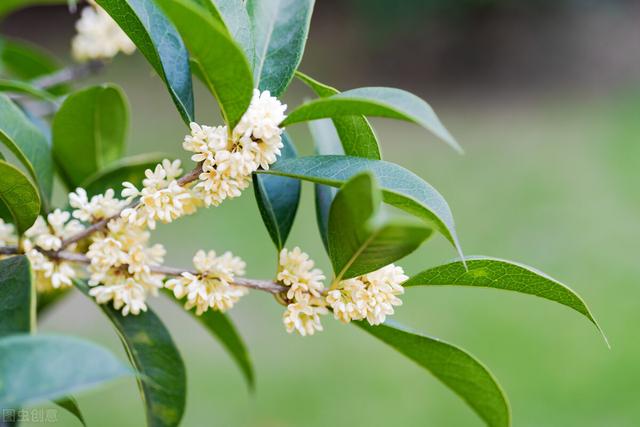 桂花树园林种植：如何种植桂花树，桂花树的栽培要点和技巧