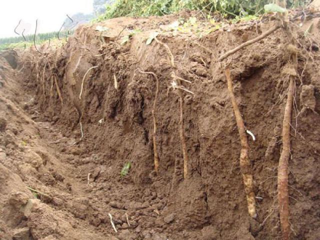 很全面的山药种植方案，建议种植户收藏