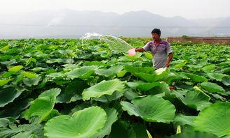 为什么效益低？莲藕栽培：抓住这7项关键细节，可大幅度提高产量