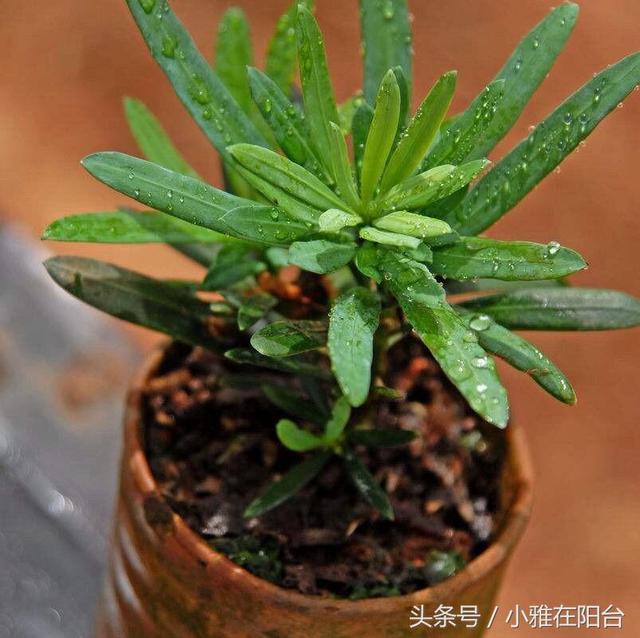 想养罗汉松，一根枝条扦插一棵，两周就生根抽穗了，好养又好看