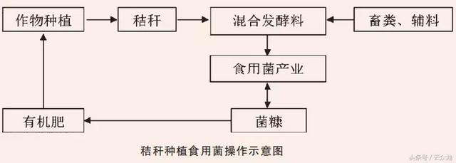 麦秸、稻草不仅不用烧，种植食用菌更是一个赚大钱的好方法！