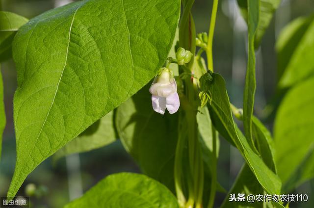 四季豆怎么种植产量高，效益好呢？（内附种植技术要点）