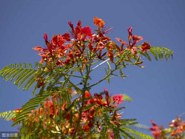 汕头的市花是什么？